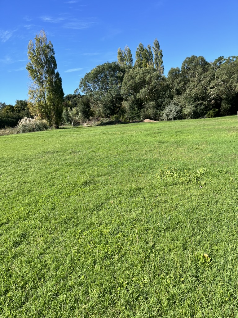 Jardin avant intervention