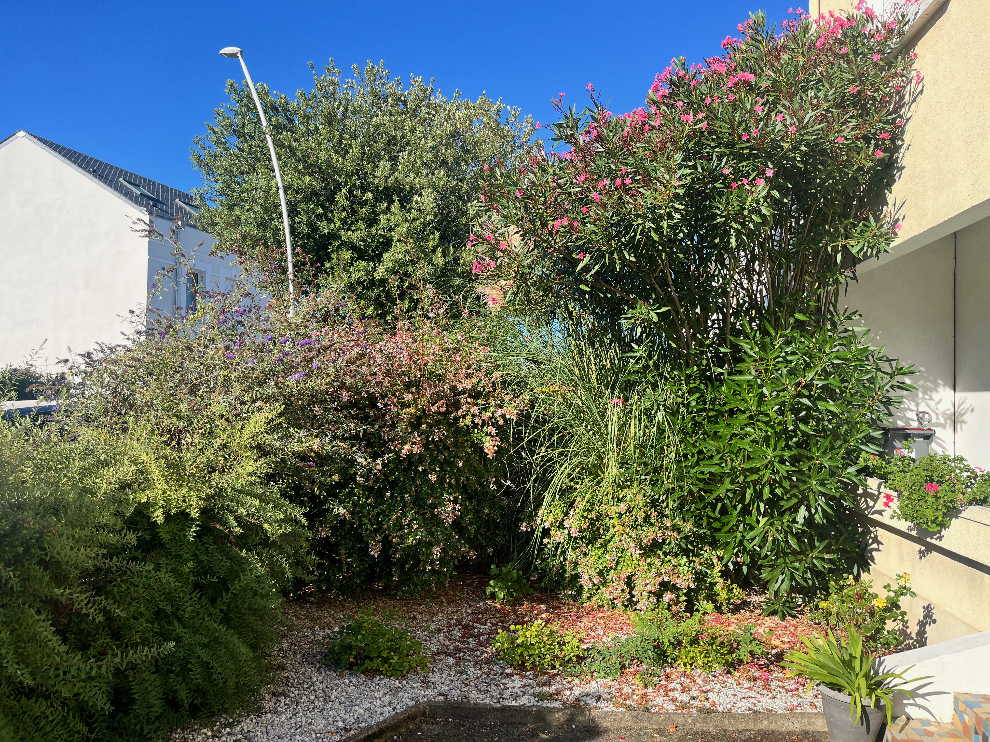 Jardin avant intervention